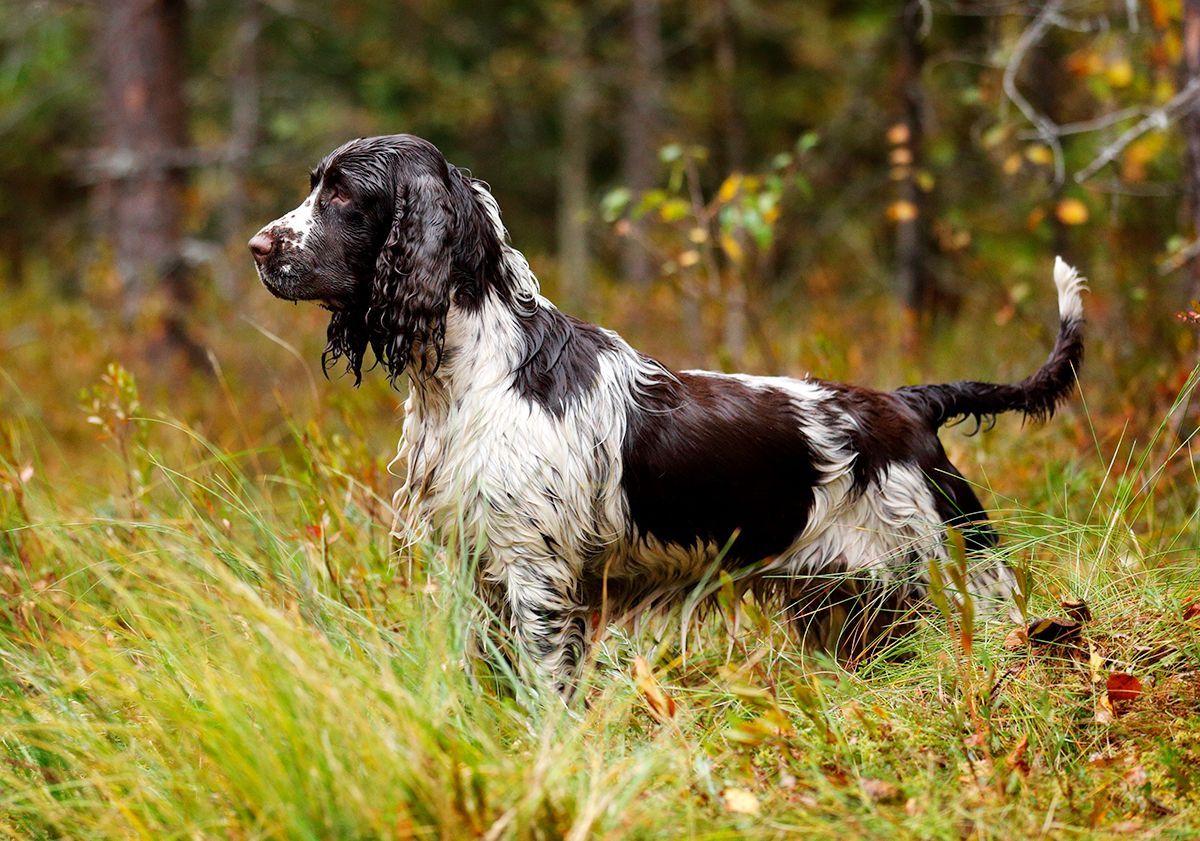 Chien de chasse broussailleurs et leveurs de gibier