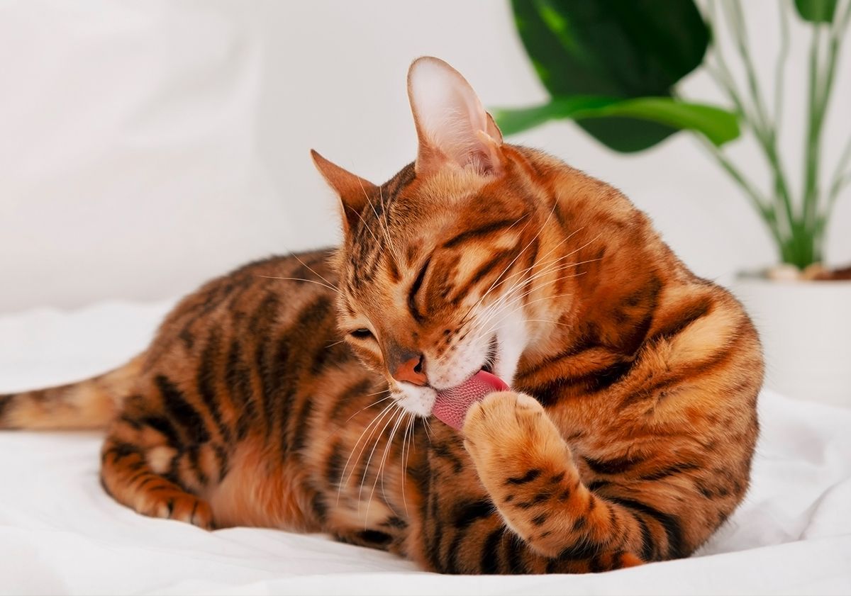 Chat léchant sa patte