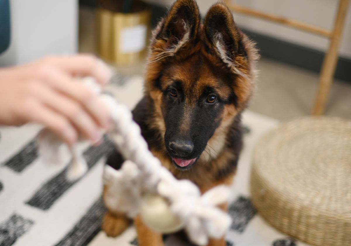 Séance d'éducation d'un chien