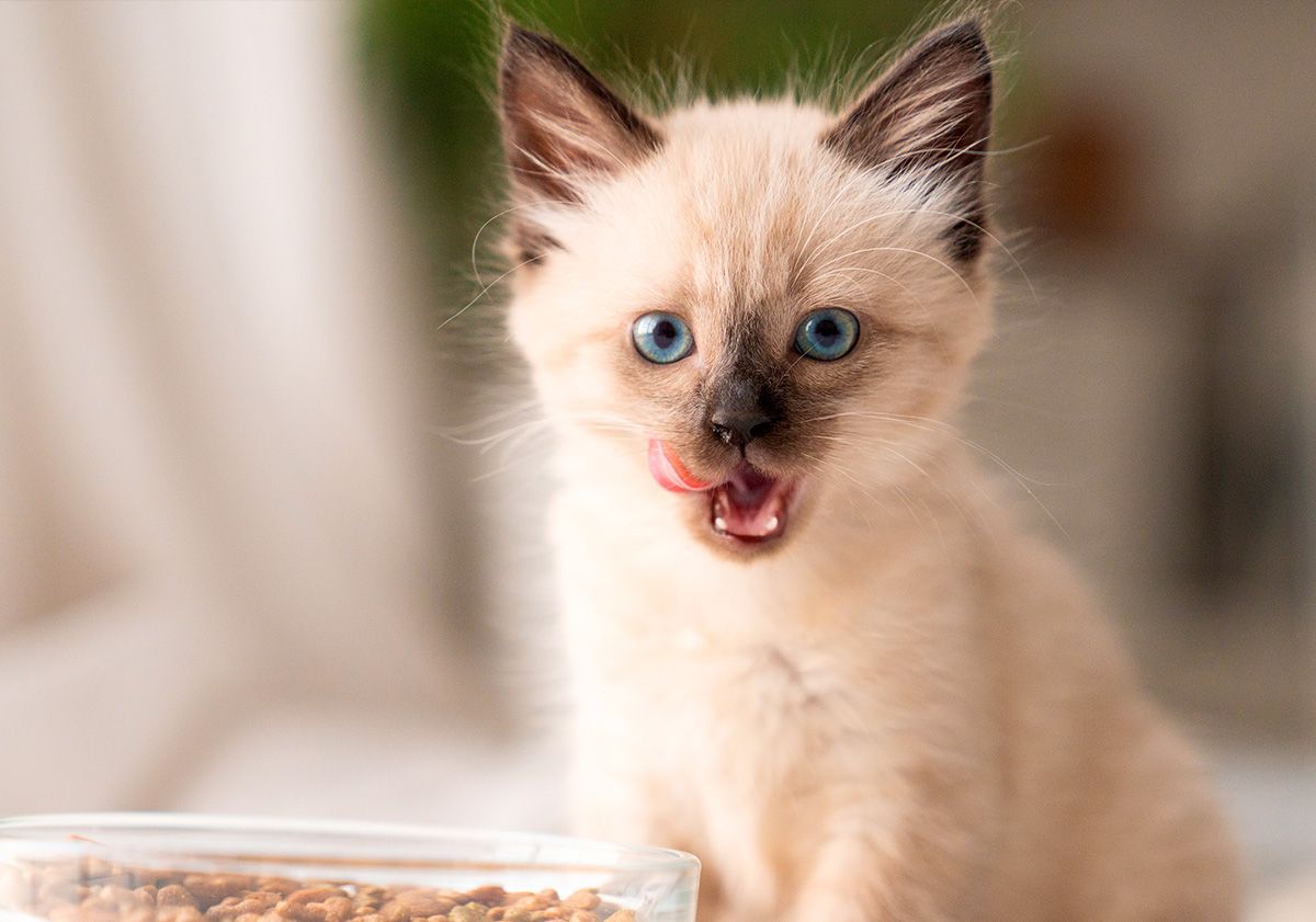 chaton se léchant les babines devant ses croquettes
