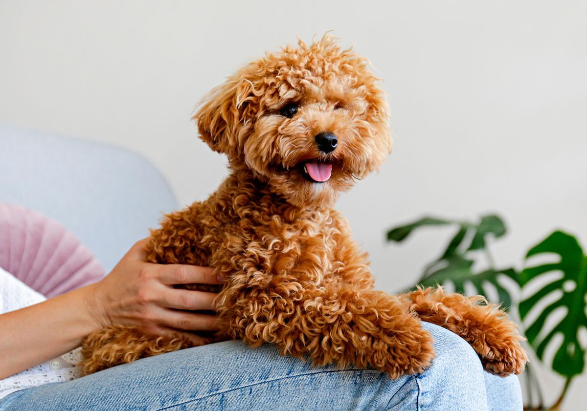 Caniche sur les genoux de sa maîtresse