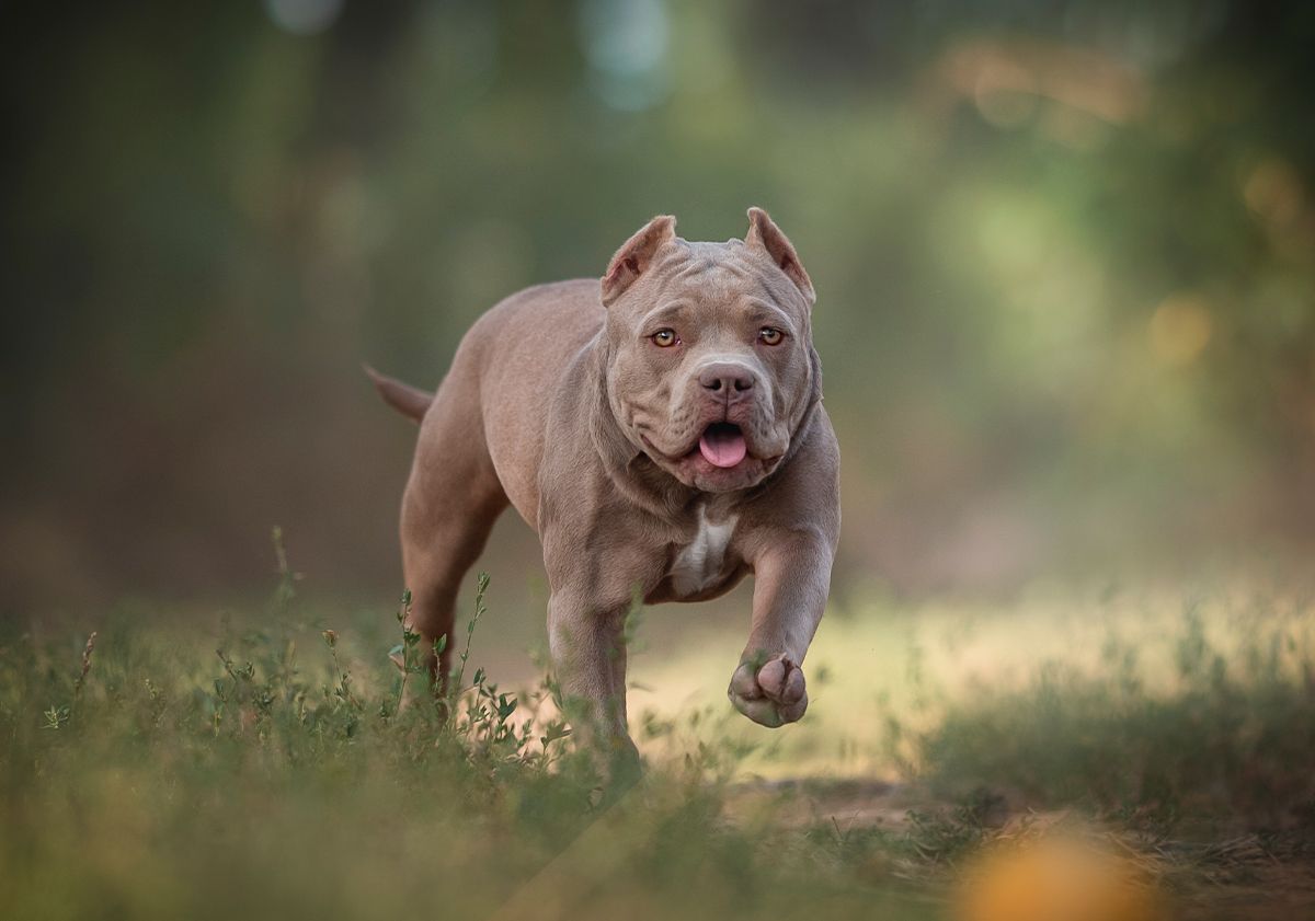 American bully courant en extérieur