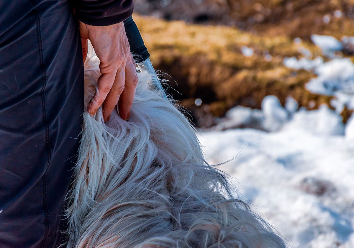 Maître avec son berger des Pyrénées