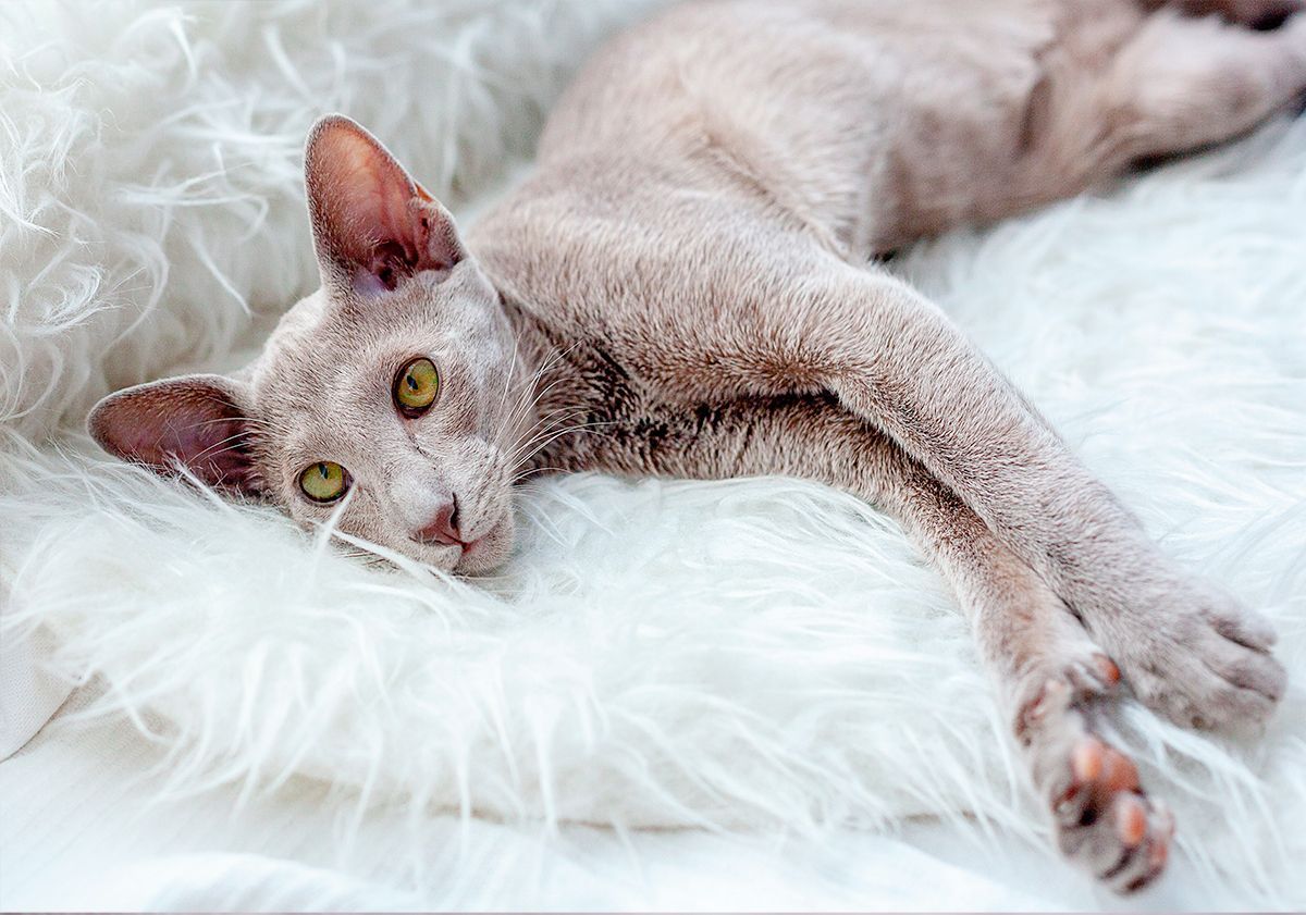 Chat oriental sur un plaid 