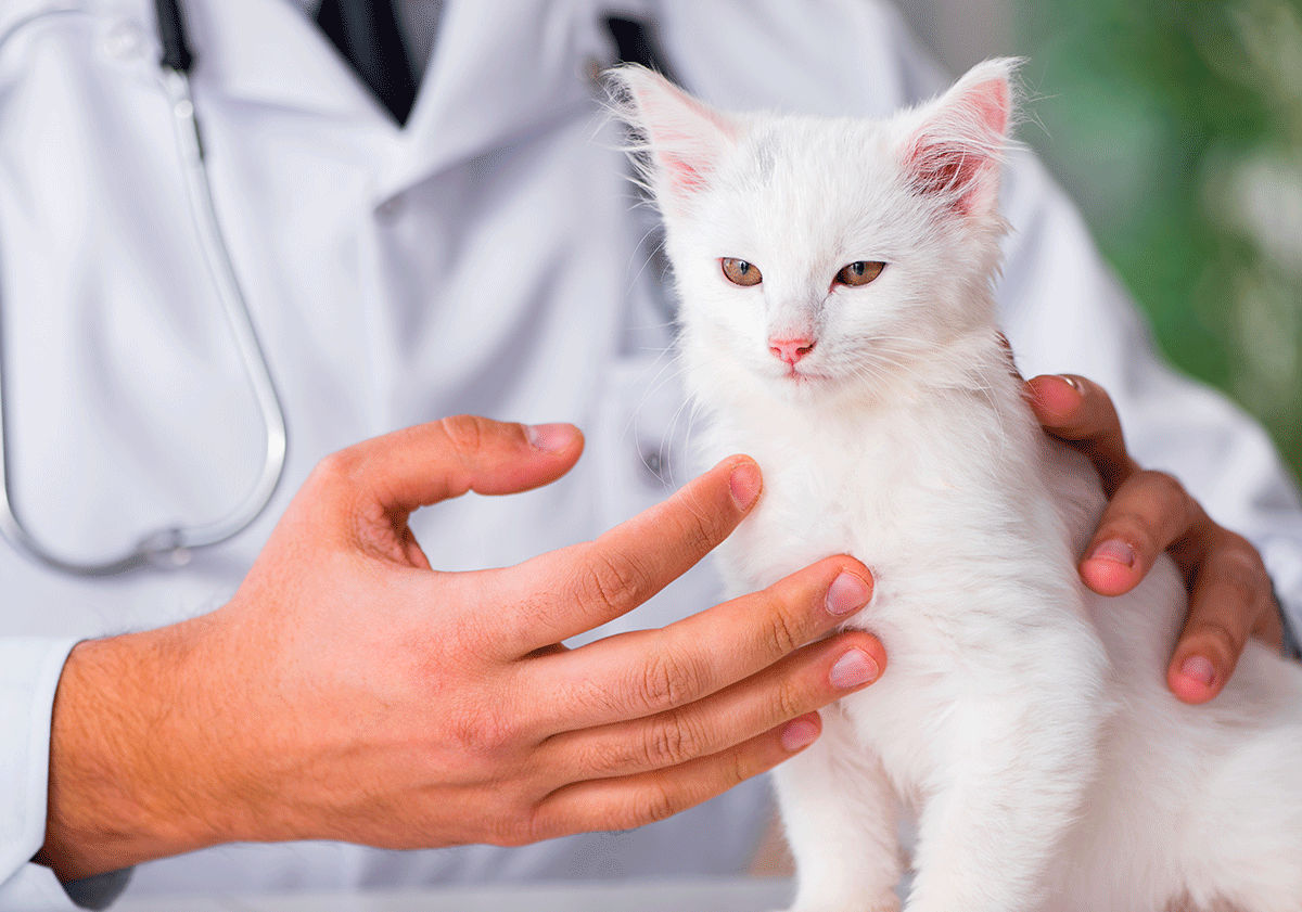 Gale du chat, chez le vétérinaire