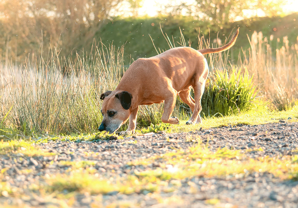 Le pistage, jeux pour chien