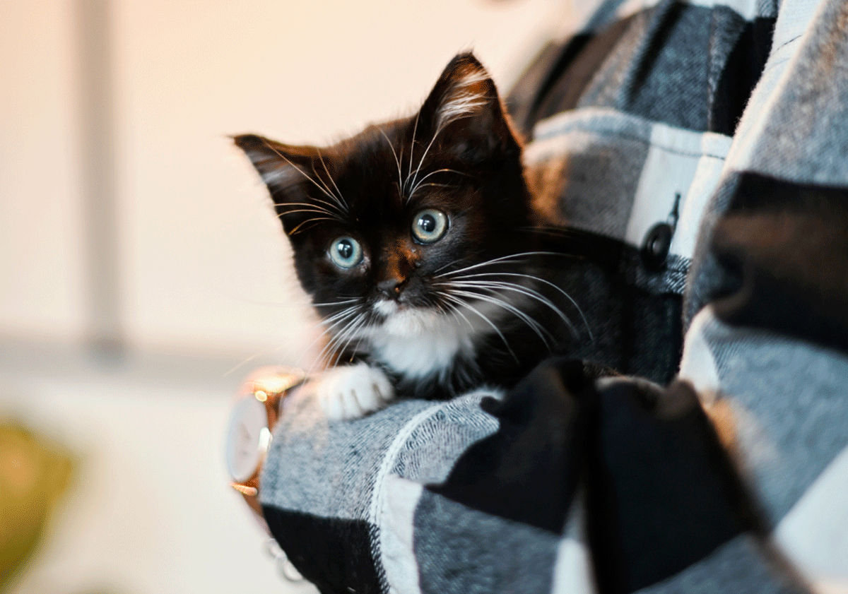 Chaton noir
