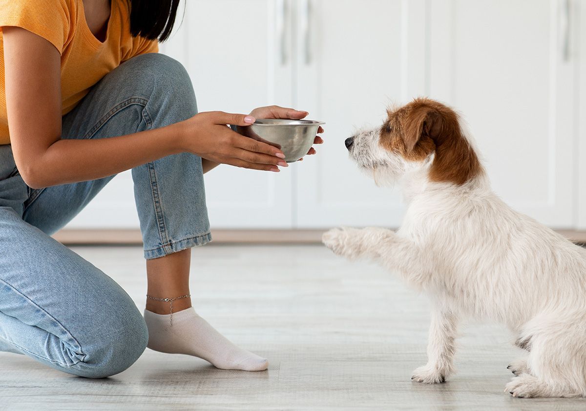 Maîtresse portant la gamelle de son chien