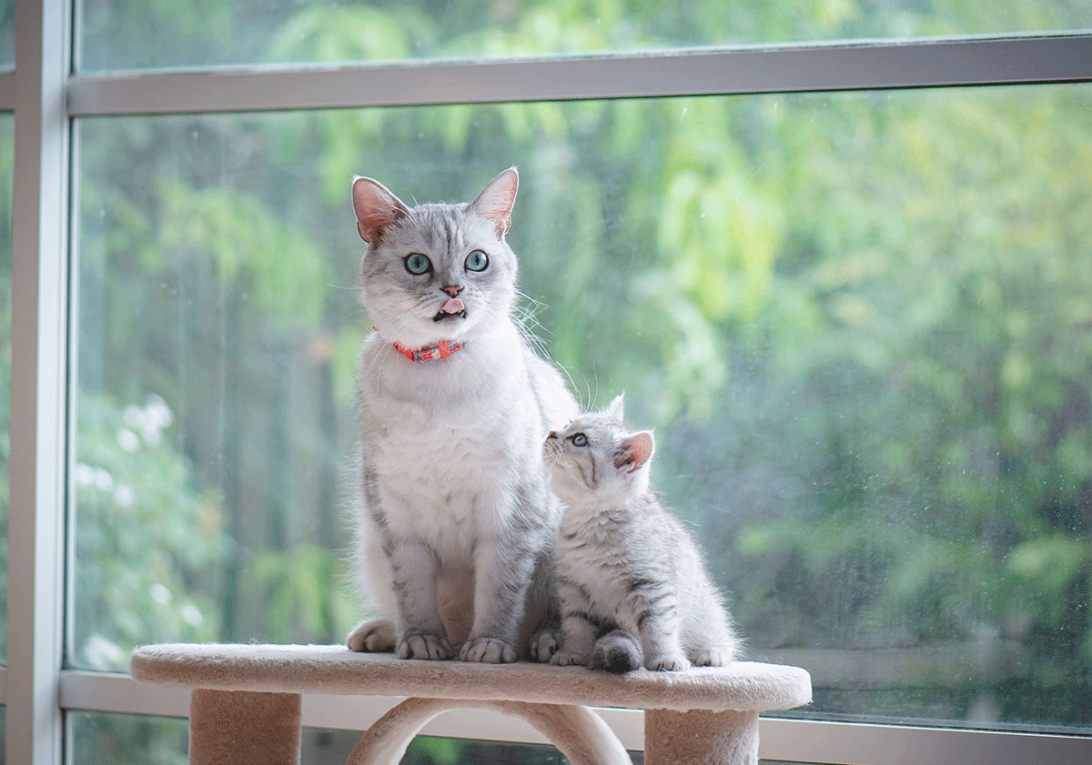 Chatte avec son petit chaton