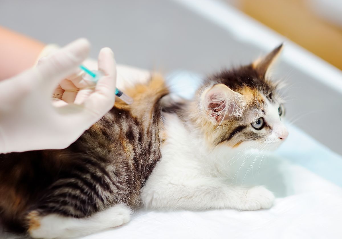 Chaton blanc et noir vacciné