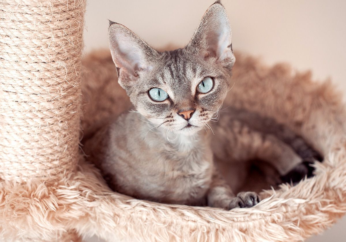 chaton Devon Rex aux yeux bleus