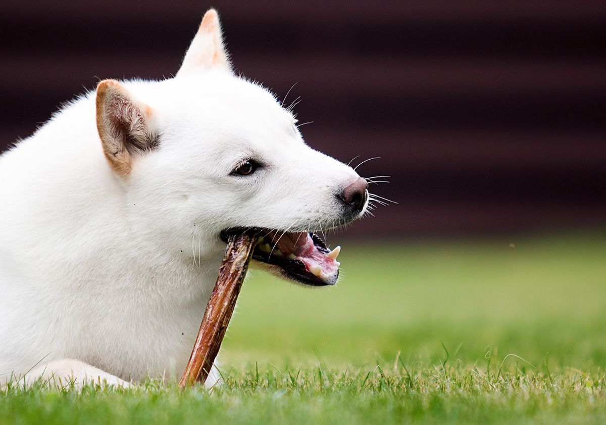 Shiba Inu blanc mangeant un morceau de bois en extérieur