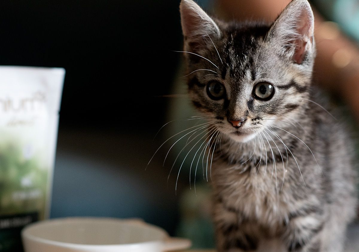 chaton devant sa gamelle