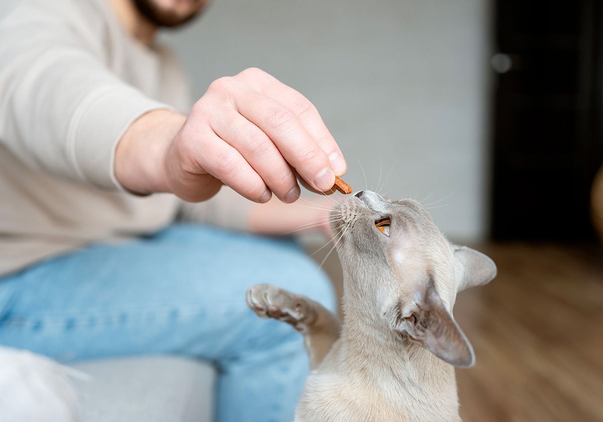Chat mangeant une friandise dans les mains de sa maîtresse
