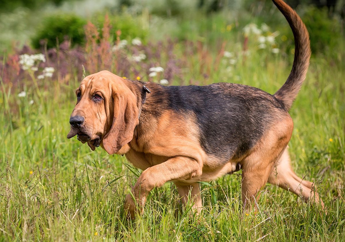 chien de saint-hubert dans la nature