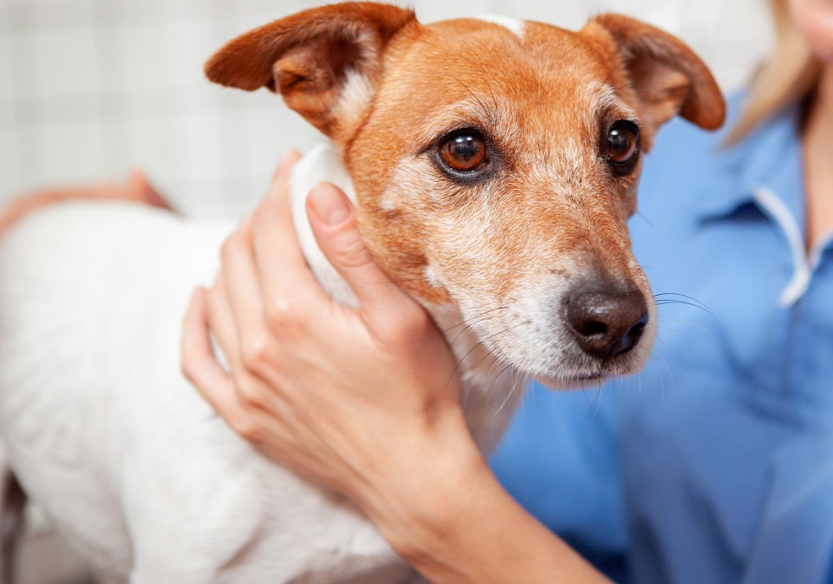chien chez la vétérinaire