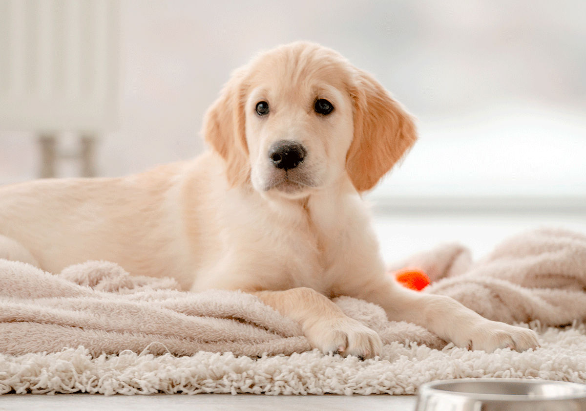 Golden retriever chiot