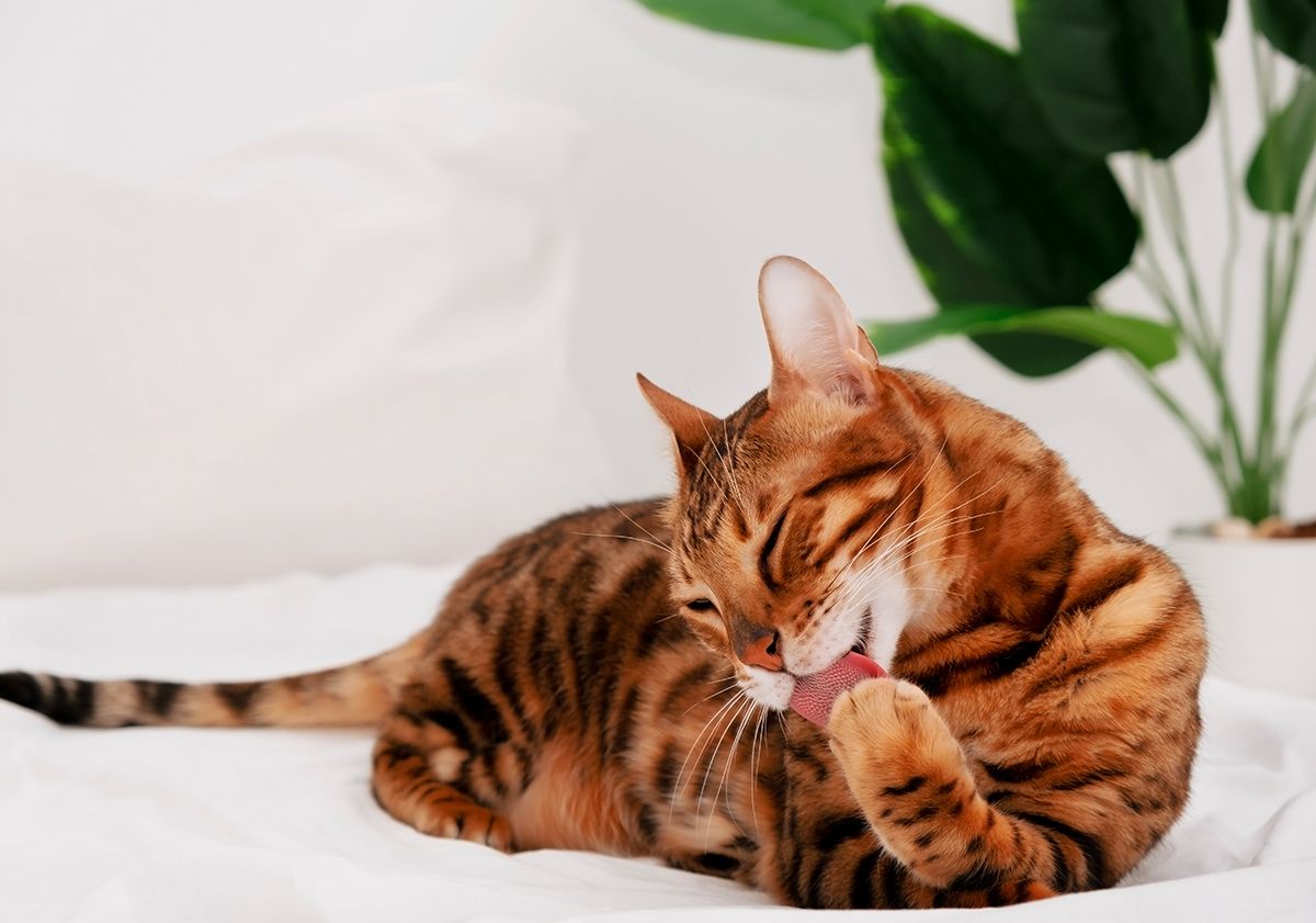 Chat se léchant