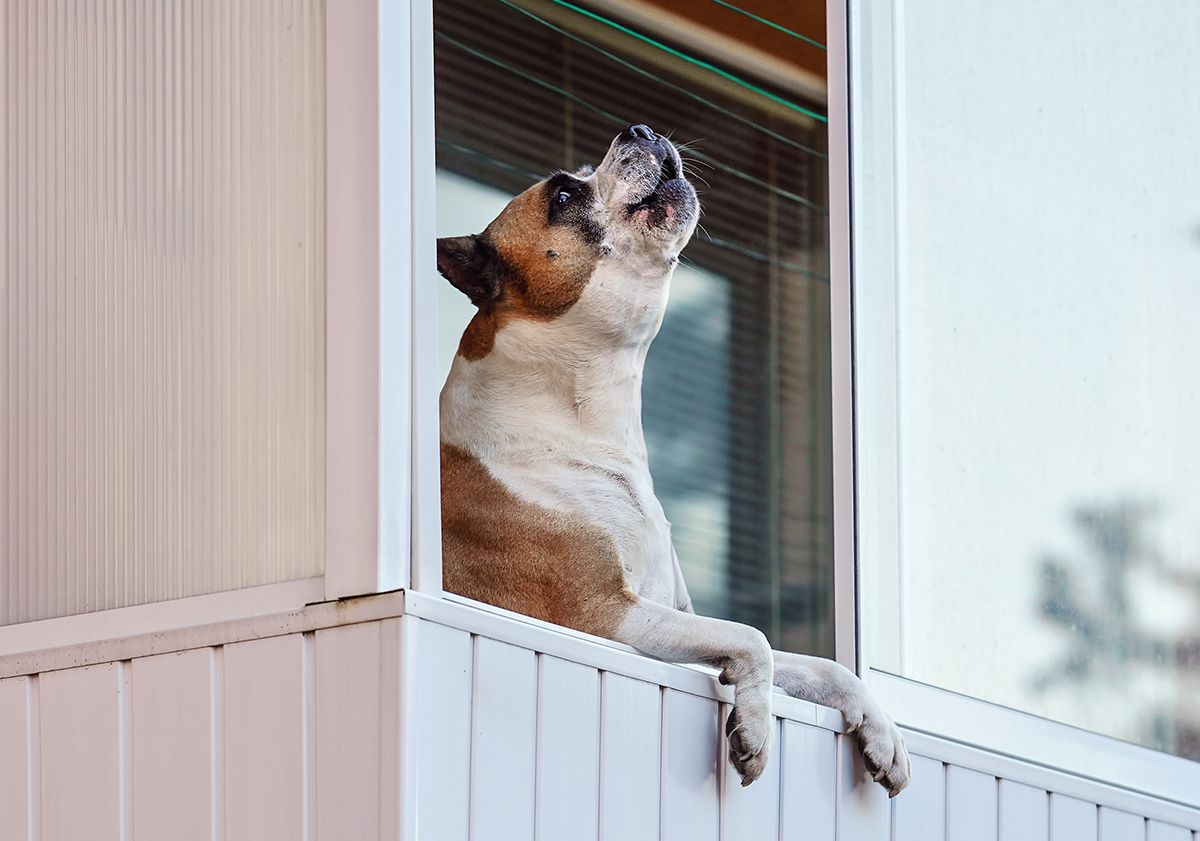 Chien qui aboie à la fenêtre