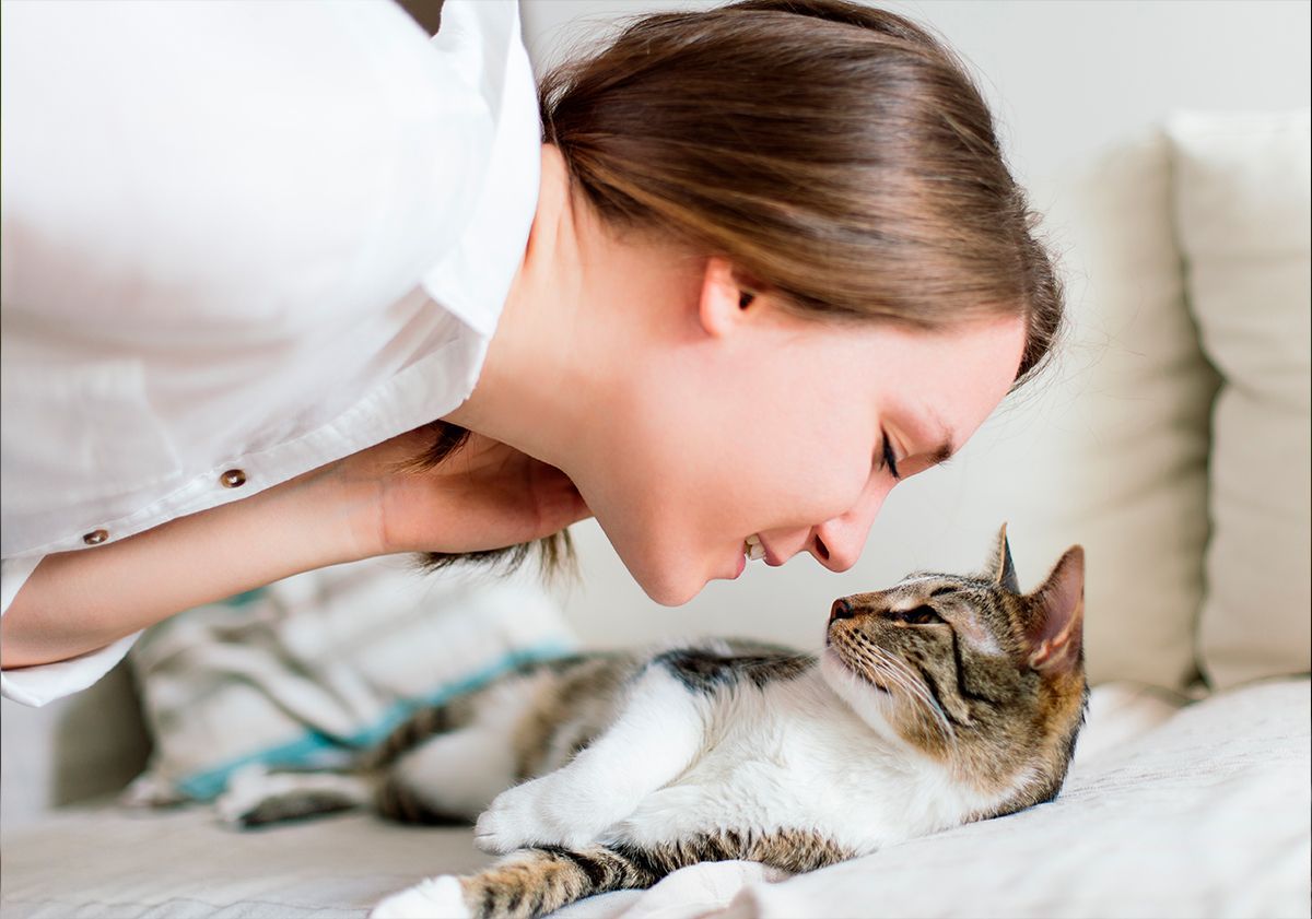 Chat couché 