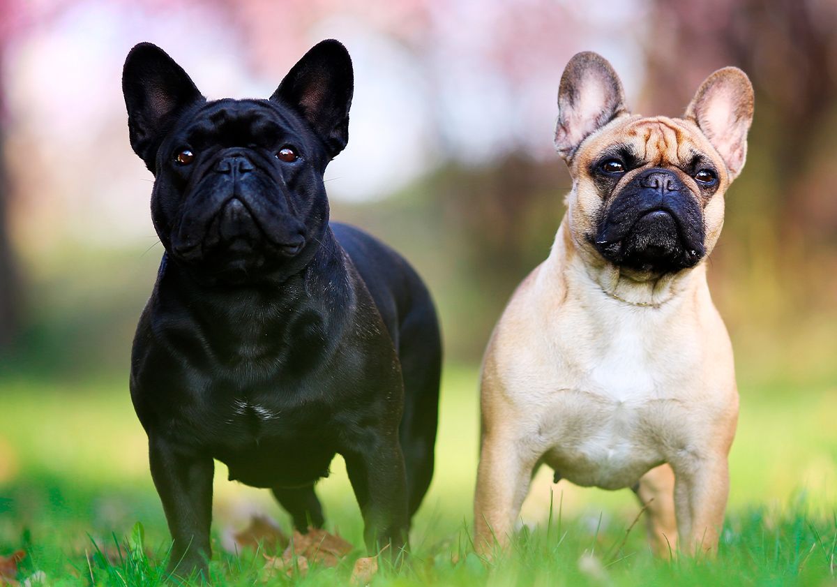 2 bouledogues français