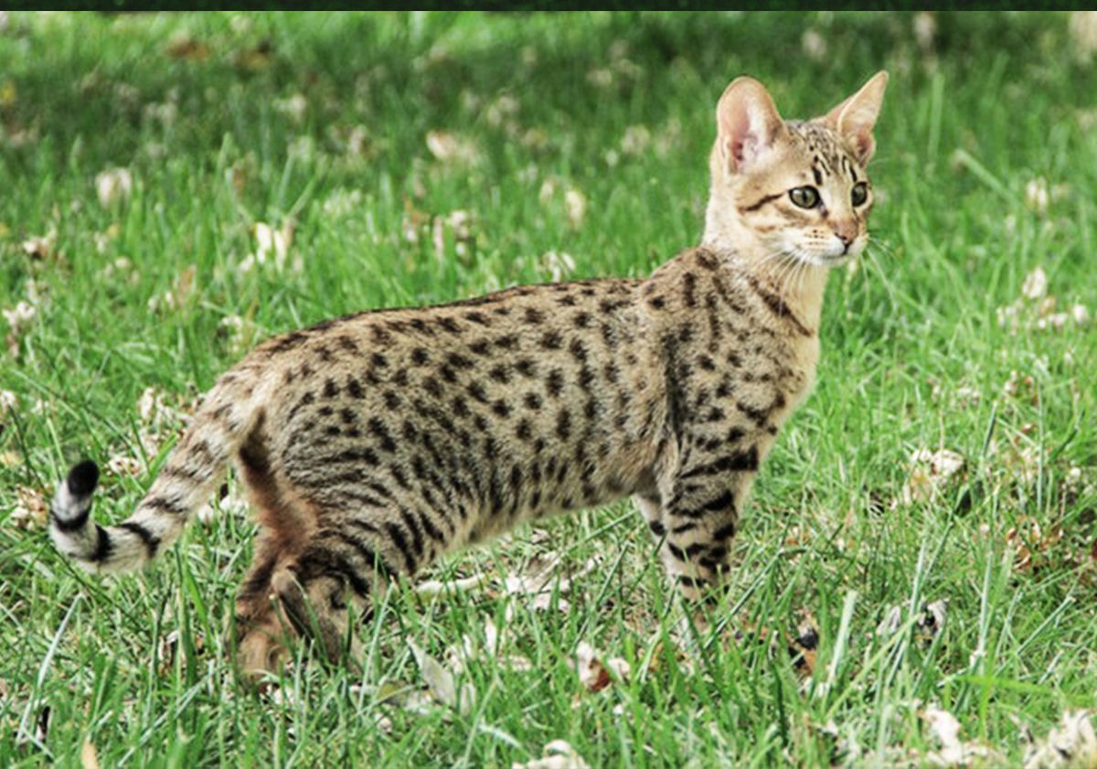 Savannah en extérieur