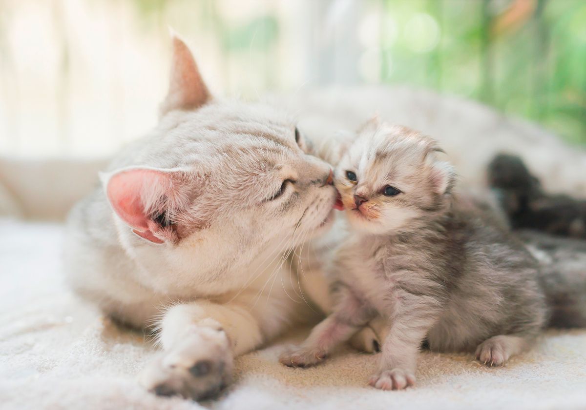 Chatte avec son petit chat