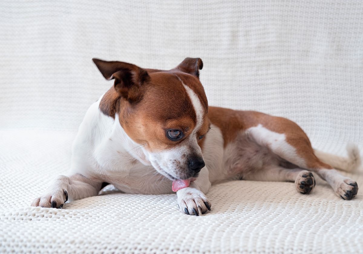 Chien léchant sa patte
