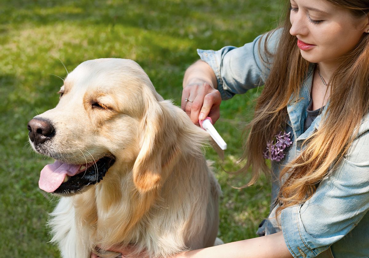 Maîtresse brossant son chien