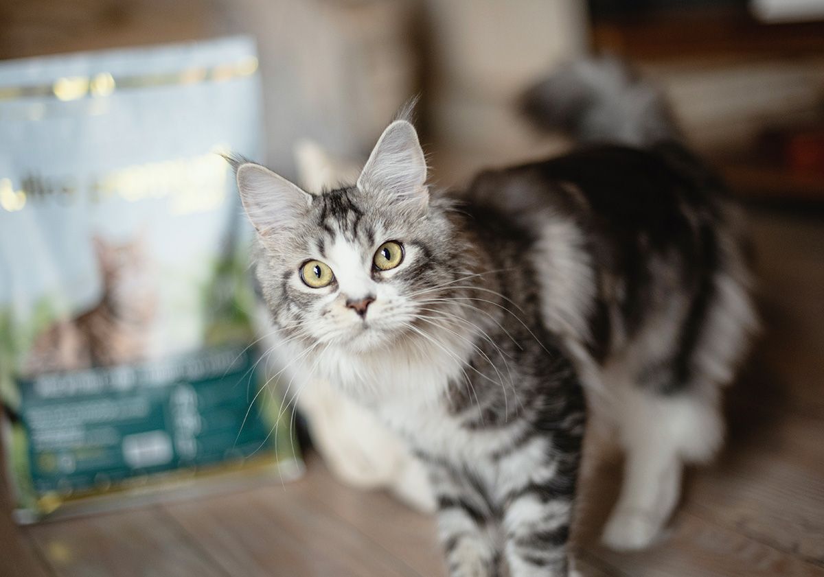 chat gris et blanc devant son paquet de croquettes