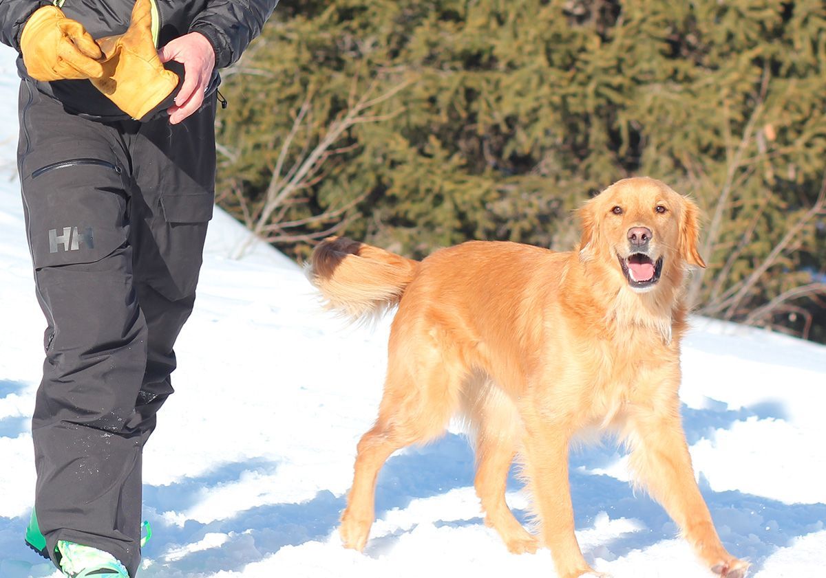 chien d'avalanche et son maître dans la neige