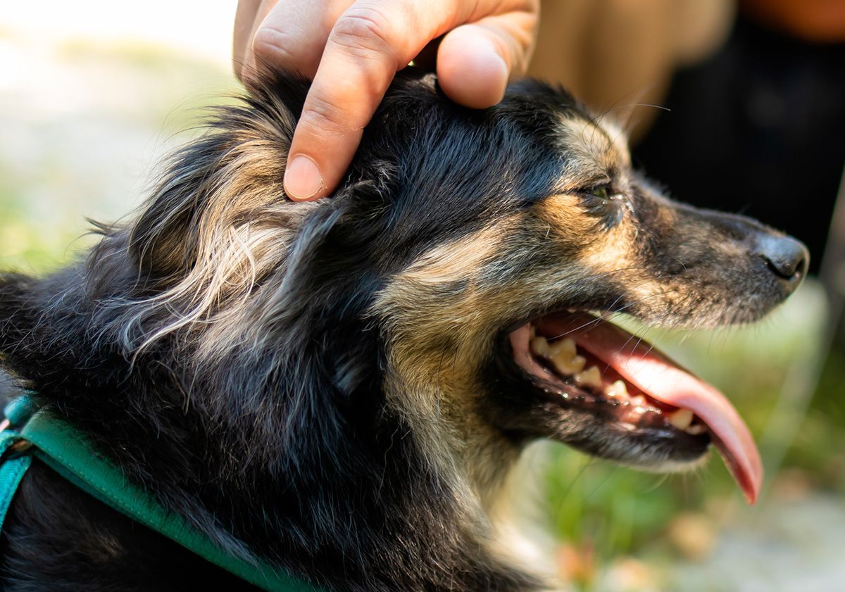 maître caressant la tête de son chien 