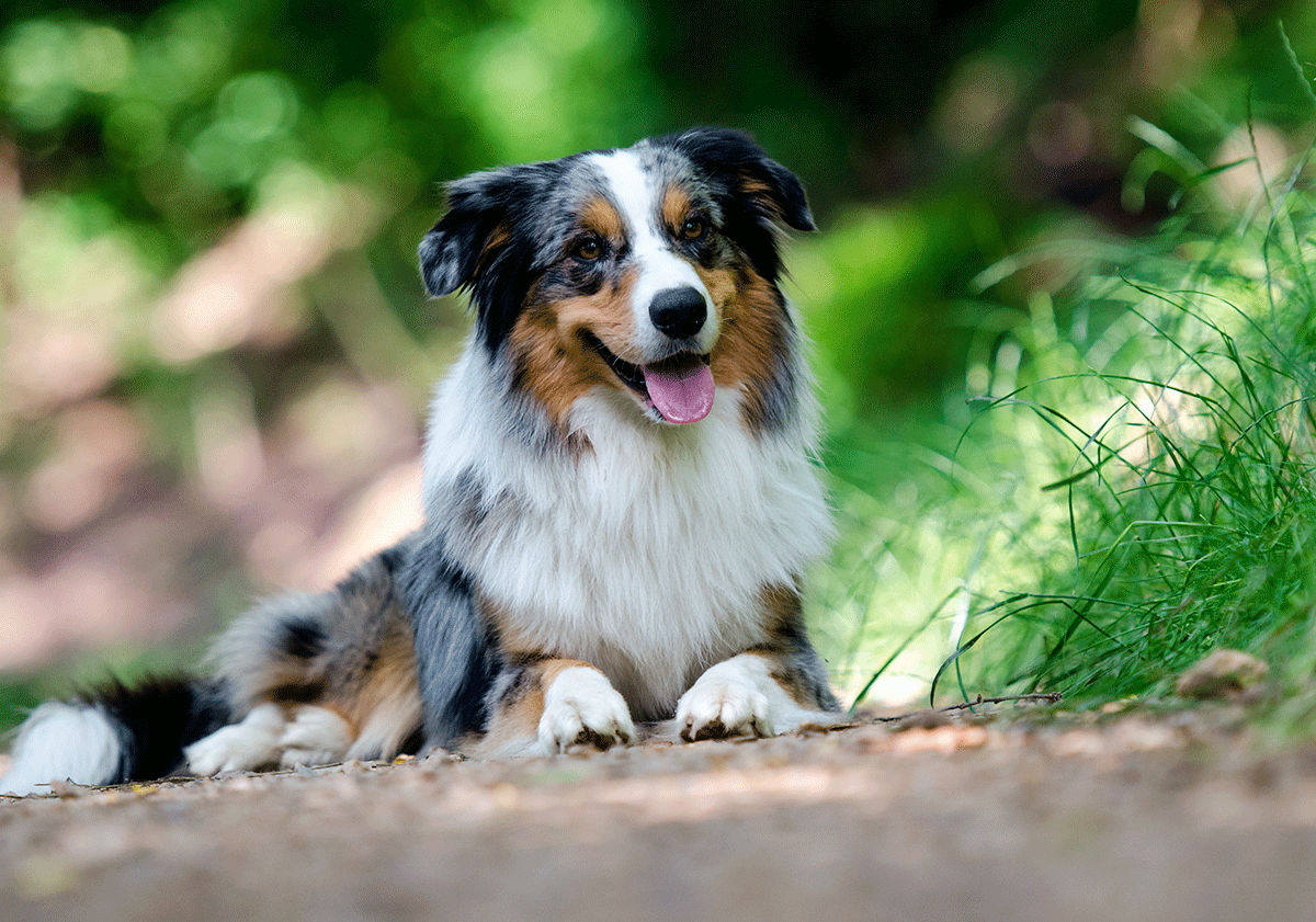 Berger australien couché
