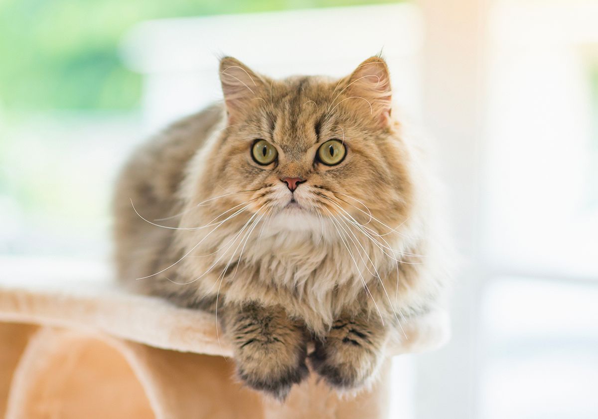 chat persan