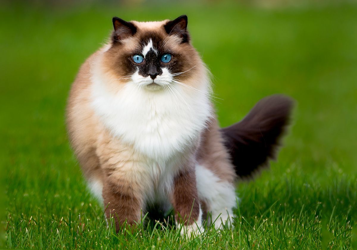 Ragdoll