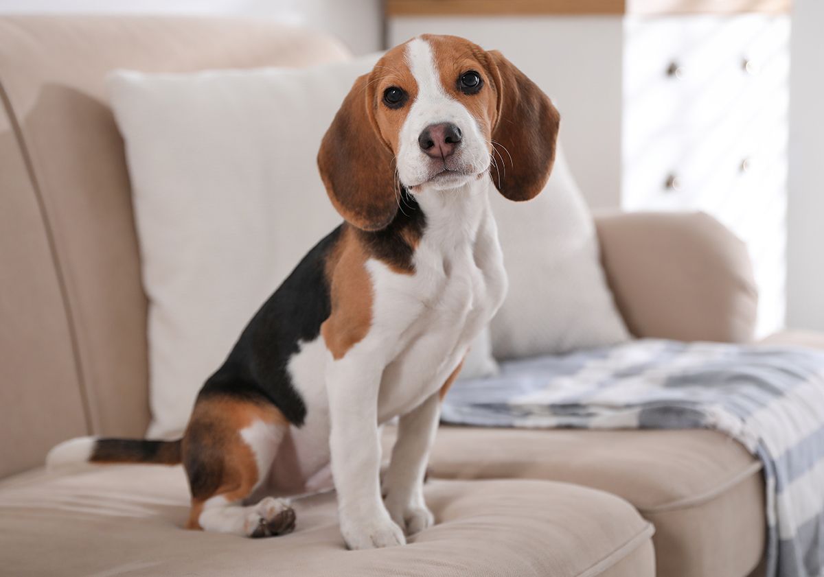Chien seul à la maison