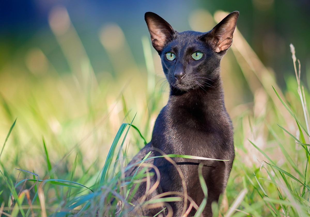 Race de chat hypoallergénique, oriental