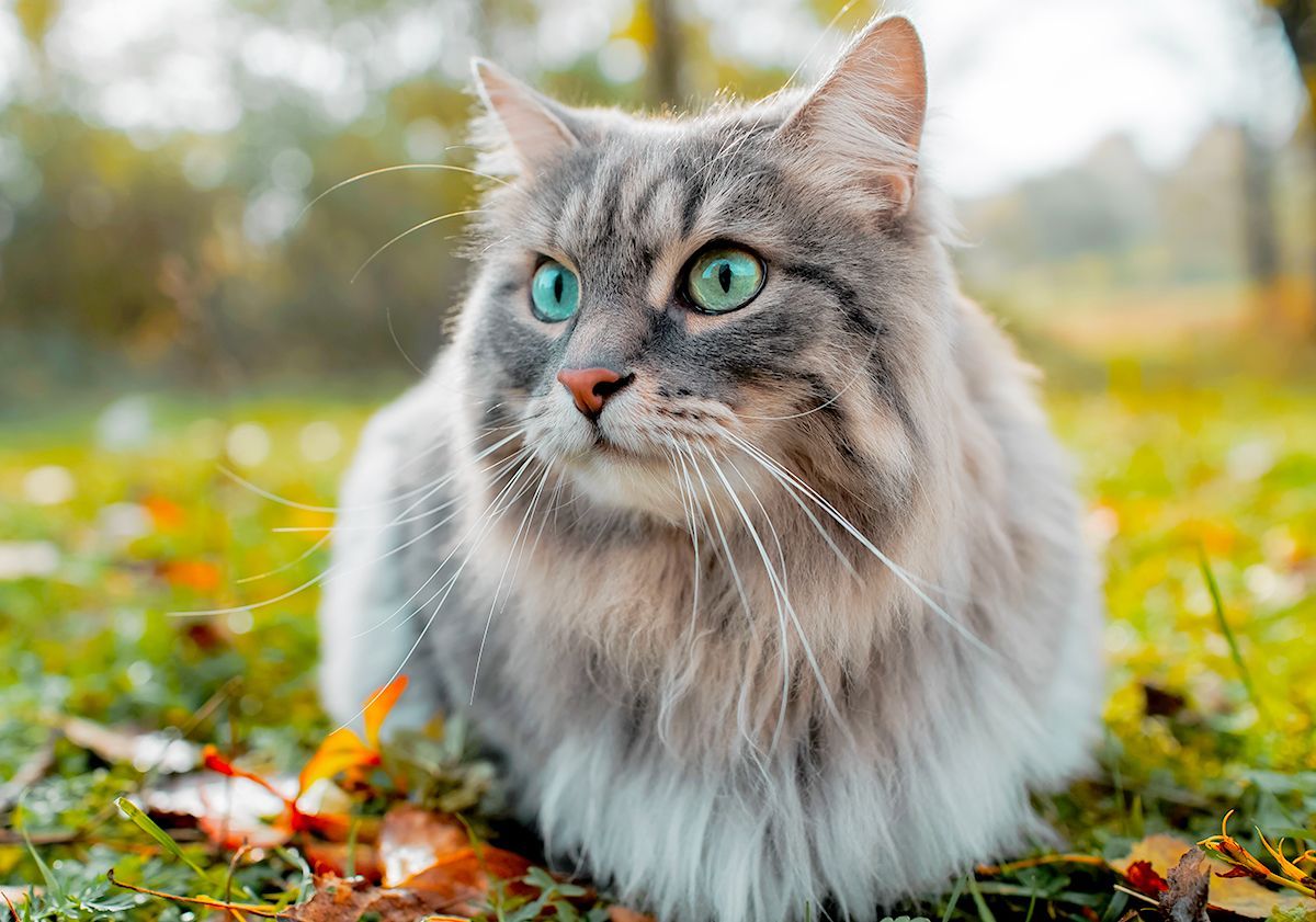 Chat sibérien