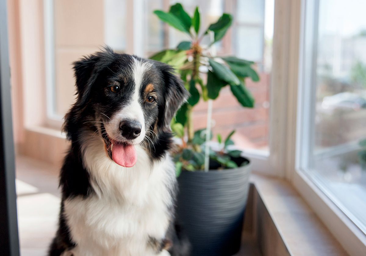 Border collie