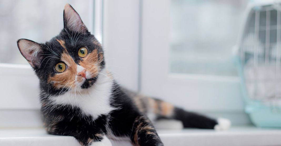 Un chat allongé regardant l'objectif
