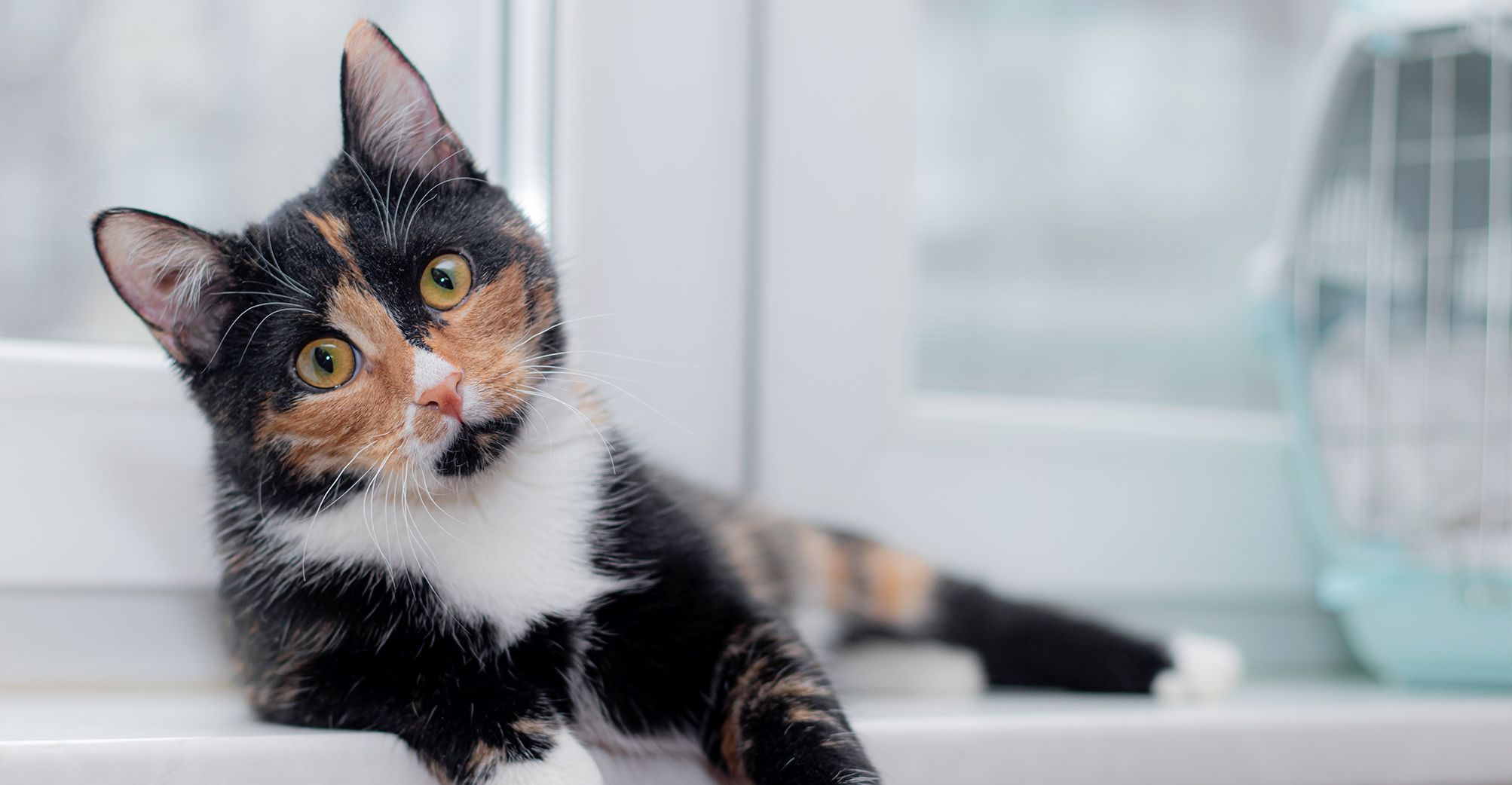 Un chat allongé regardant l'objectif