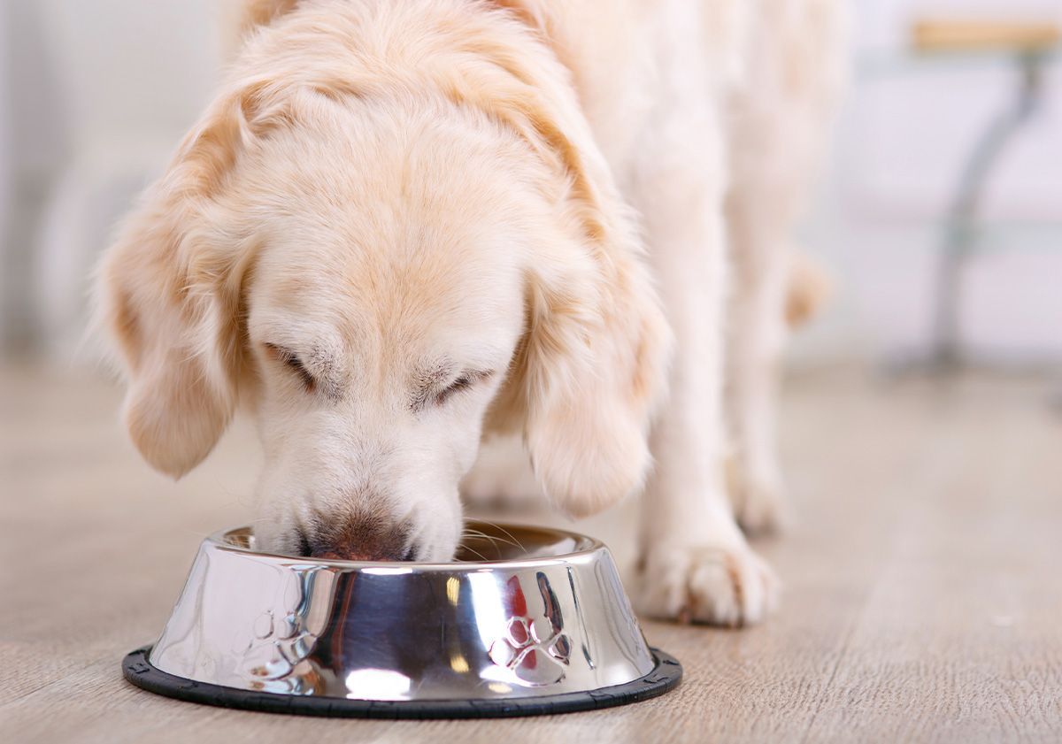 golden retriever mangeant dans sa gamelle