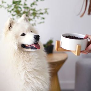 Chien regardant sa gamelle de croquettes Ultra Premium Direct