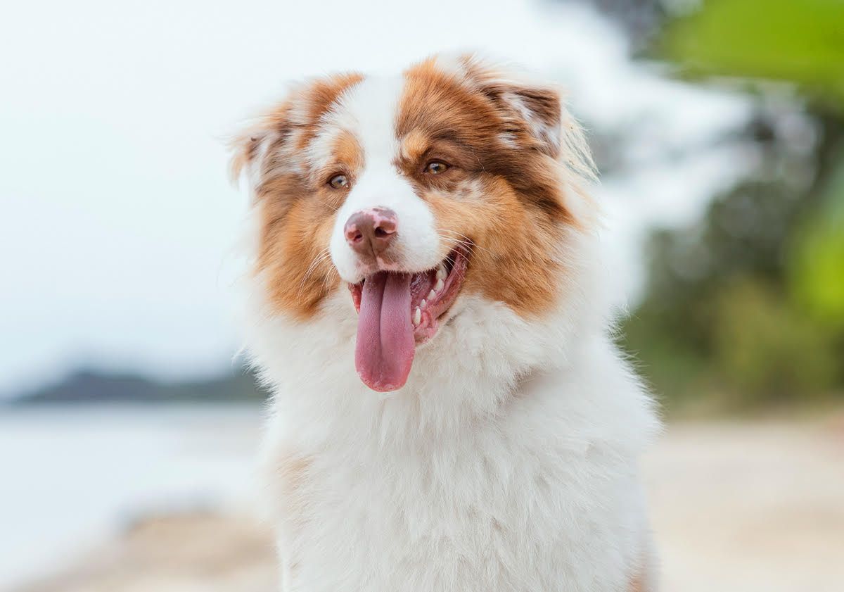 Berger australien la langue tirée