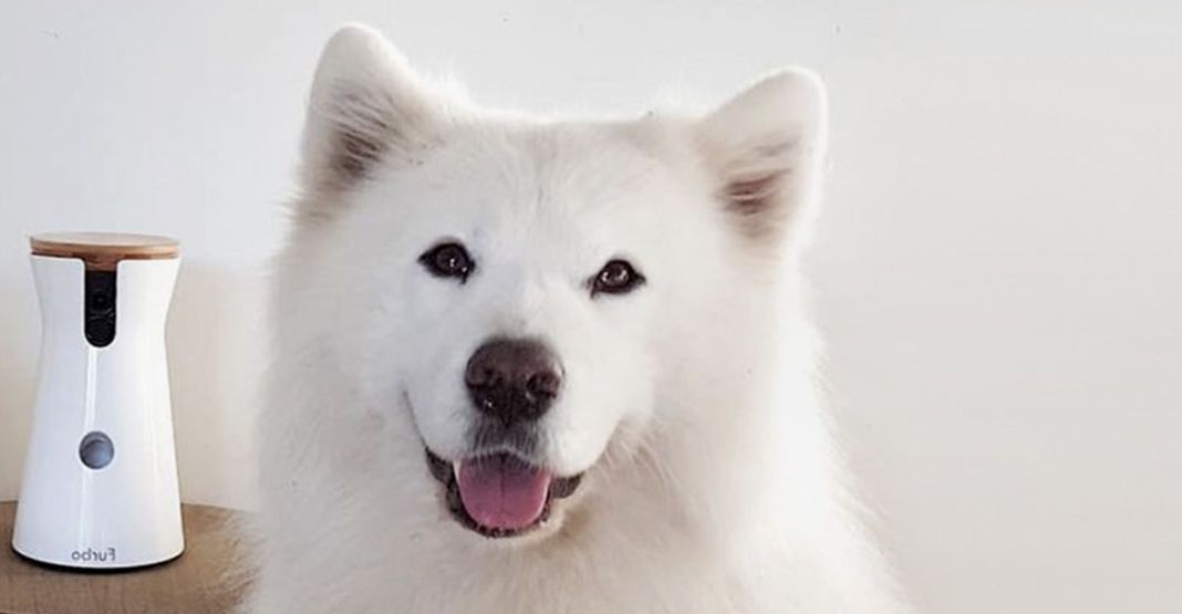 Chien à côté de la caméra pour chien Furbo