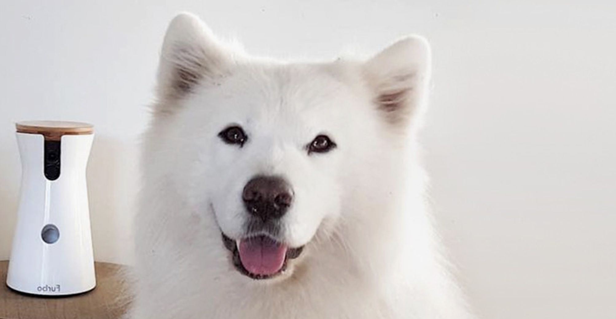 Chien à côté de la caméra pour chien Furbo