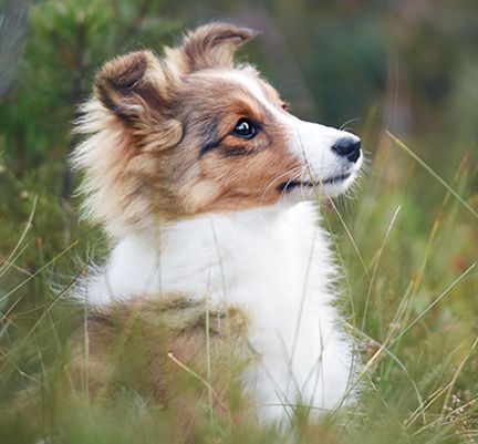 Cane da pastore delle shetland