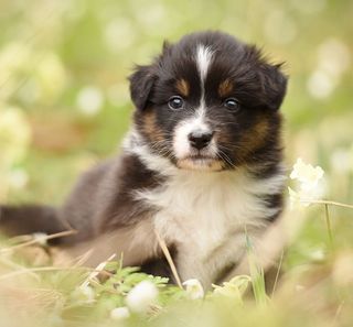 cucciolo all'aperto