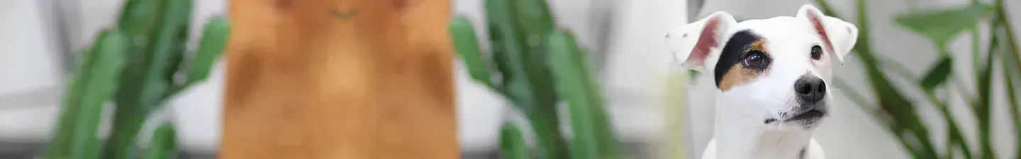 Campioni di crocchette per cani