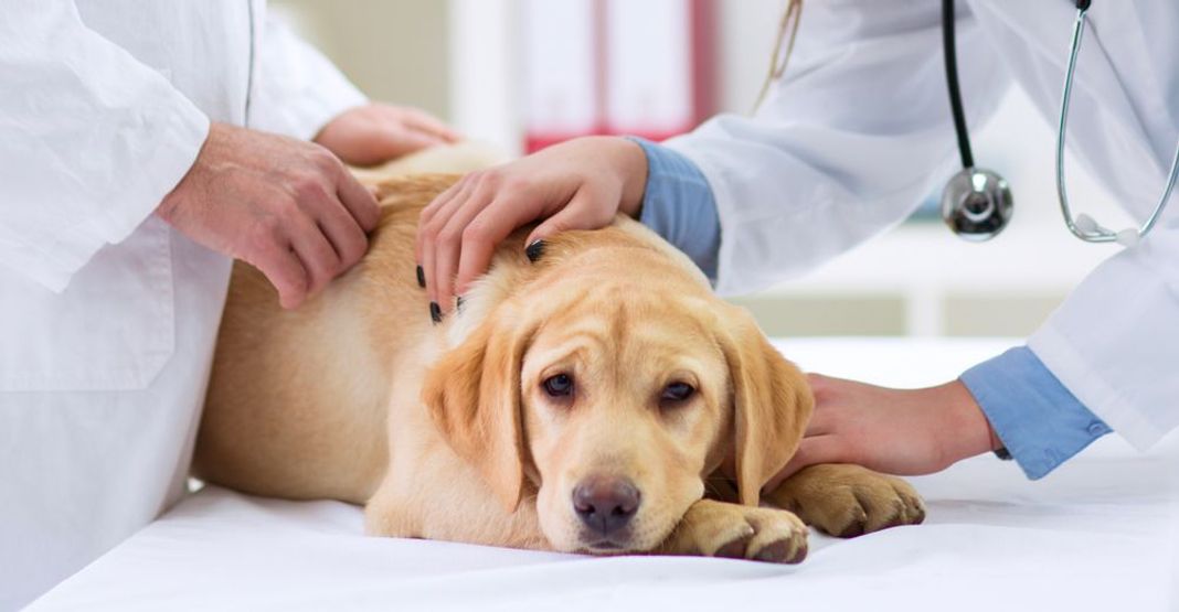 Démodécie chez le chien